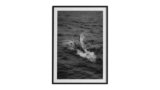 Splash